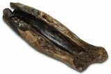 Fossil Tyrannosaur (T rex) Partial Metatarsal - Wyoming #382558-5
